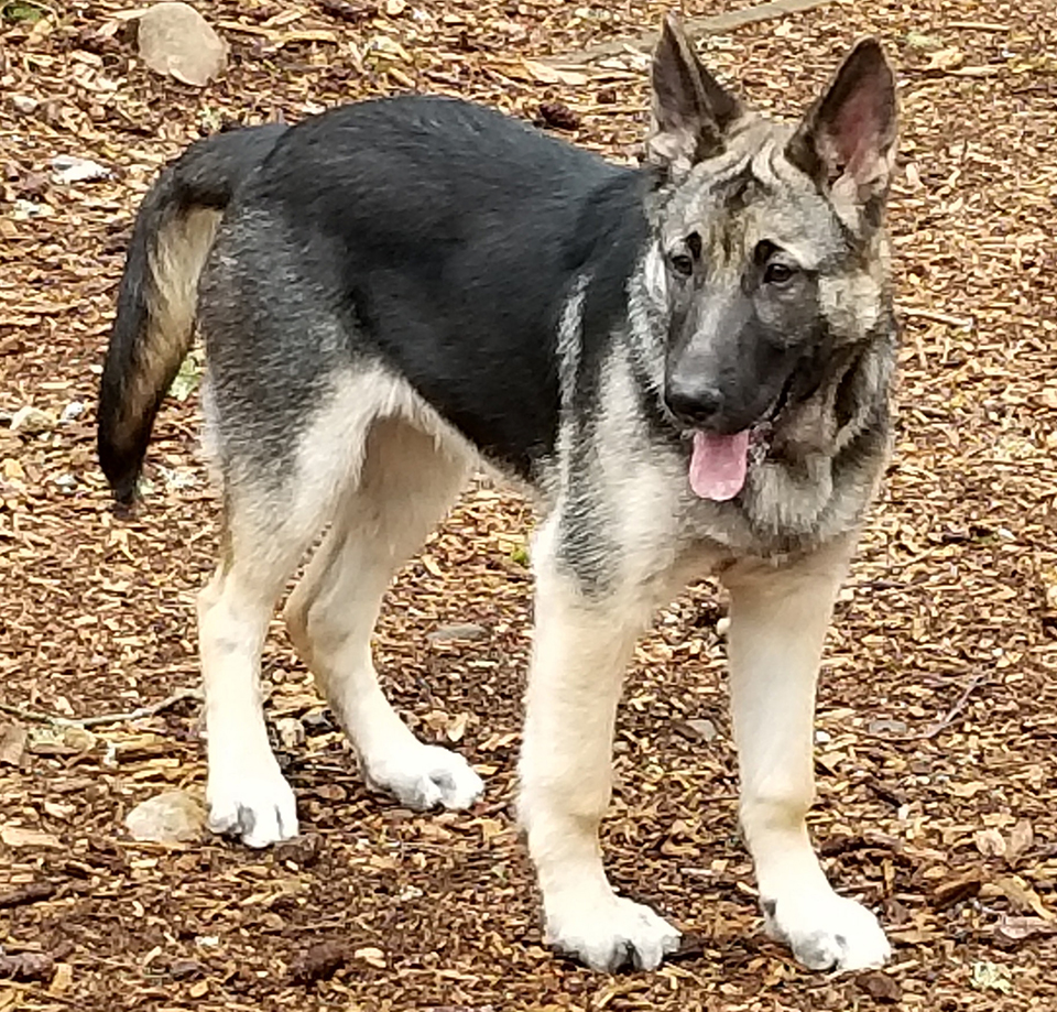 a superior boarding kennel